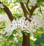 Bauhinia purpurea Alba (White Orchid Tree)