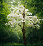 Bauhinia purpurea Alba (White Orchid Tree)