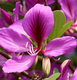 Bauhinia purpurea (Purple Bauhinia)