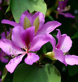 Bauhinia purpurea (Purple Bauhinia)