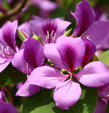 Bauhinia purpurea (Purple Bauhinia)