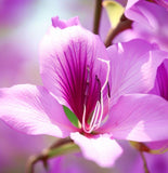 Bauhinia purpurea (Purple Bauhinia)