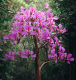 Bauhinia purpurea (Purple Bauhinia)