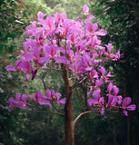 Bauhinia purpurea (Purple Bauhinia)