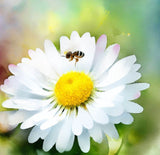 Bellis perennis English Daisy, Single White