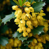Mahonia aquifolium, Berberis aquifolium (Oregon Grape, Blue Barberry, Berberia aquifolium, Oregon Grapeholly)