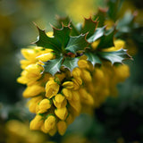 Mahonia aquifolium, Berberis aquifolium (Oregon Grape, Blue Barberry, Berberia aquifolium, Oregon Grapeholly)