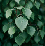 Betula davurica (Dahurian Birch)