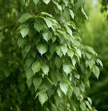 Betula nigra Northern (River Birch) Seedlings & Transplants Available for Spring Shipping