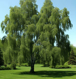 Betula nigra Northern (River Birch)