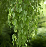 Betula pendula (alba) r.c.s. (European White Birch, Silver Birch, Common Birch)