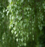 Betula pendula (alba) r.c.s. (European White Birch, Silver Birch, Common Birch)