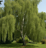 Betula pendula (alba) r.c.s. (European White Birch, Silver Birch, Common Birch)