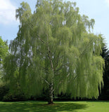 Betula pendula (alba) s.g. (European White Birch)