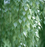 Betula pendula (alba) s.g. (European White Birch)