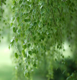 Betula pendula (alba) s.g. (European White Birch)