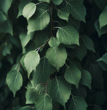 Betula populifolia (Gray Birch)
