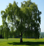 Betula populifolia (Gray Birch)