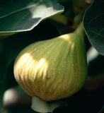 Brooklyn Italian White Fig - Cuttings