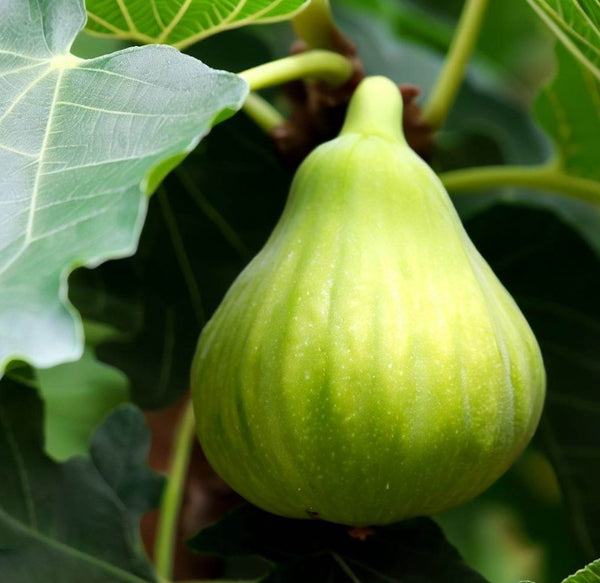 Figs
