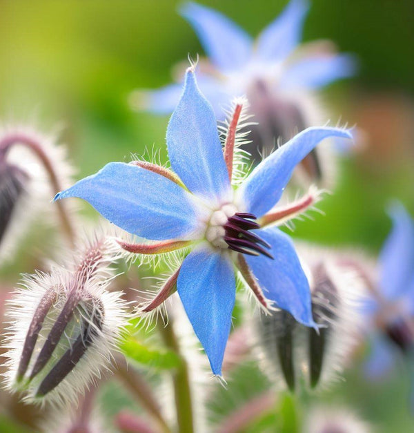 Borage