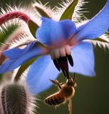 Borage (Borago officials)