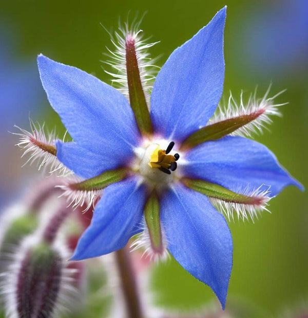 Borago