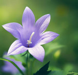 CAMPANULA carpatica Tussock Bellflower