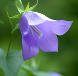 CAMPANULA carpatica Tussock Bellflower