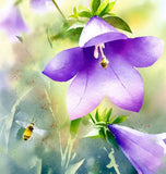 CAMPANULA carpatica Tussock Bellflower