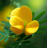 CHAMAECRISTA fasciculata (Partridge Pea)