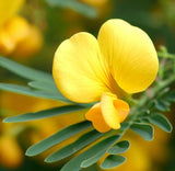 CHAMAECRISTA fasciculata (Partridge Pea)