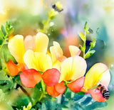 CHAMAECRISTA fasciculata (Partridge Pea)
