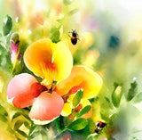 CHAMAECRISTA fasciculata (Partridge Pea)