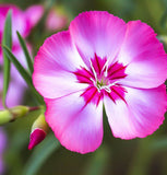 CLARKIA amoena (Godetia, Dwarf)