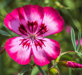 CLARKIA amoena (Godetia, Dwarf)