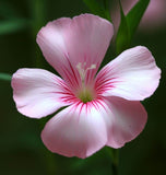 CLARKIA unguiculata (Clarkia)