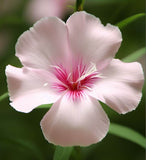 CLARKIA unguiculata (Clarkia)