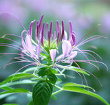 CLEOME hassleriana (Spider Plant)