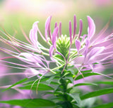 CLEOME hassleriana (Spider Plant)