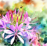 CLEOME hassleriana (Spider Plant)