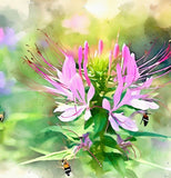 CLEOME hassleriana (Spider Plant)