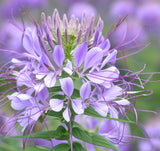 CLEOME serrulata (Rocky Mountain Beeplant)