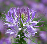 CLEOME serrulata (Rocky Mountain Beeplant)