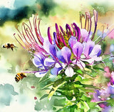 CLEOME serrulata (Rocky Mountain Beeplant)