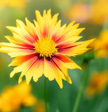 COREOPSIS lanceolata Lance-Leaved Coreopsis