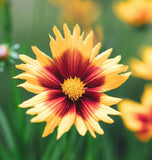 COREOPSIS lanceolata Lance-Leaved Coreopsis