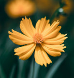 COREOPSIS lanceolata (Lance-Leaved Coreopsis, Dwarf)