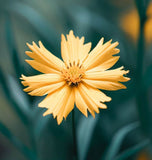 COREOPSIS lanceolata (Lance-Leaved Coreopsis, Dwarf)