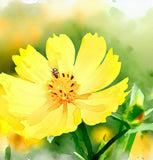 COREOPSIS lanceolata (Lance-Leaved Coreopsis, Dwarf)